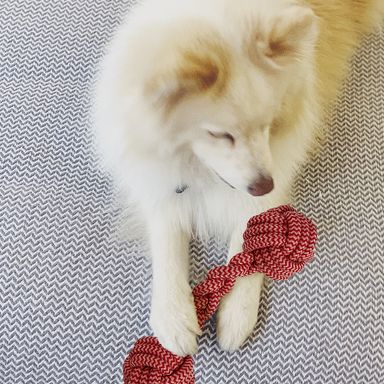 Juguete para mascotas de cuerda de algodón en forma de mancuernas colores mixtos  -  Miniso