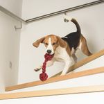 Juguete-para-mascotas-de-cuerda-de-algod-n-en-forma-de-mancuernas-colores-mixtos-Miniso-3-4955