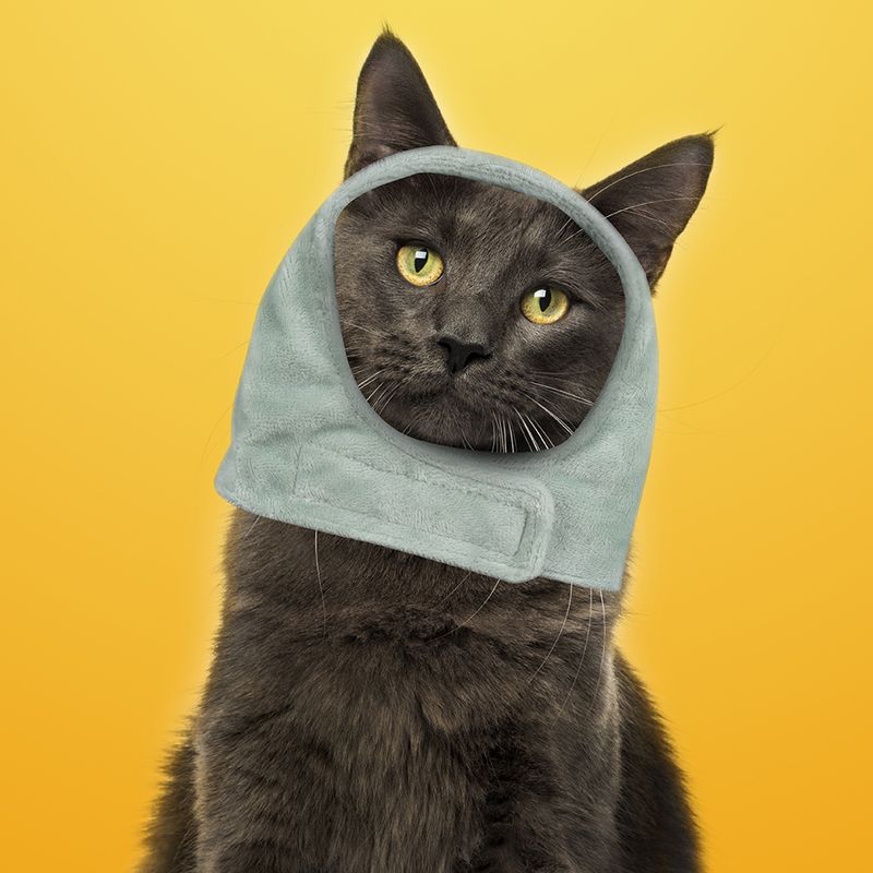 Sombrero-para-mascota-de-dinosaurio-grande-pet-series-2-0-Miniso-2-6817