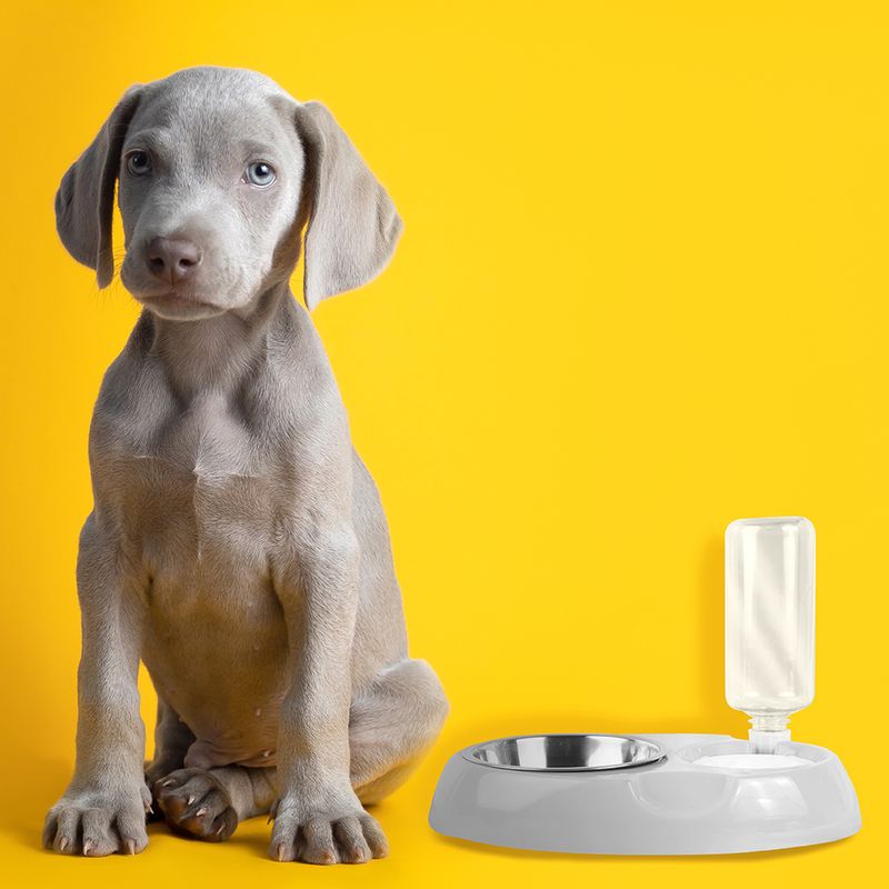 Bowl-para-comida-y-plato-para-agua-pet-series-2-0-500ml-Miniso-2-6825