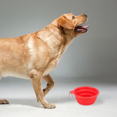 Tazón plegable portátil de mascota pet series grande rojo -  Miniso