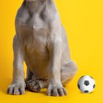 Peluche-para-mascota-futbol-ball-sound-series-Miniso-4-4695