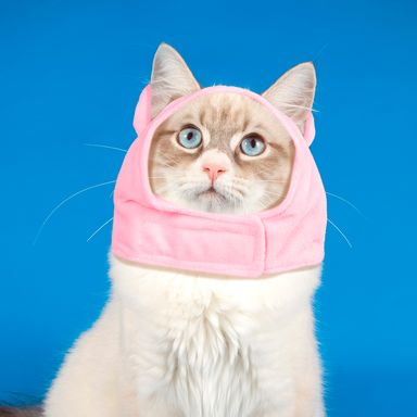 Sombrero para mascota de cerdo grande pet series 2.0 -  Miniso