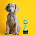 Recogedor-de-desechos-de-perro-pet-series-2-0-verde-Miniso-4-6808