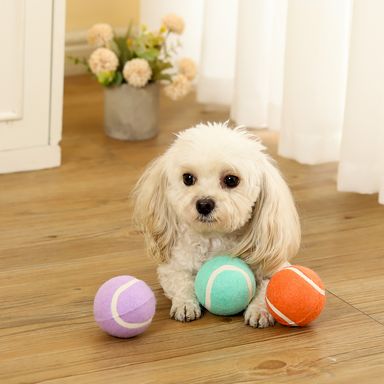 Juguetes para mascotas macaron series pelota de tennis 6.3cm x 6.3cm x 6.3cm -  Miniso