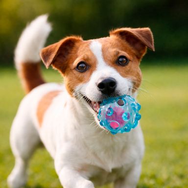 Juguetes para mascotas pelota hinchable 2 en 1 con luz verde azulado serie miniso -  Miniso