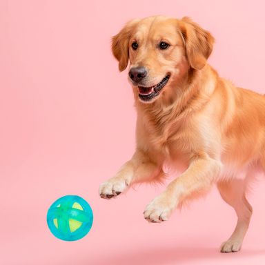 Juguetes para mascotas pelota hinchable 2 en 1 verde azulado serie miniso -  Miniso