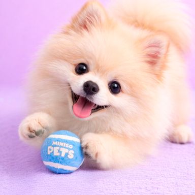 Set de pelotas sintéticas para mascota color azules 2 piezas -  Miniso