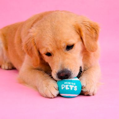 Set de pelotas sintéticas para mascota color turquesas 2 piezas -  Miniso